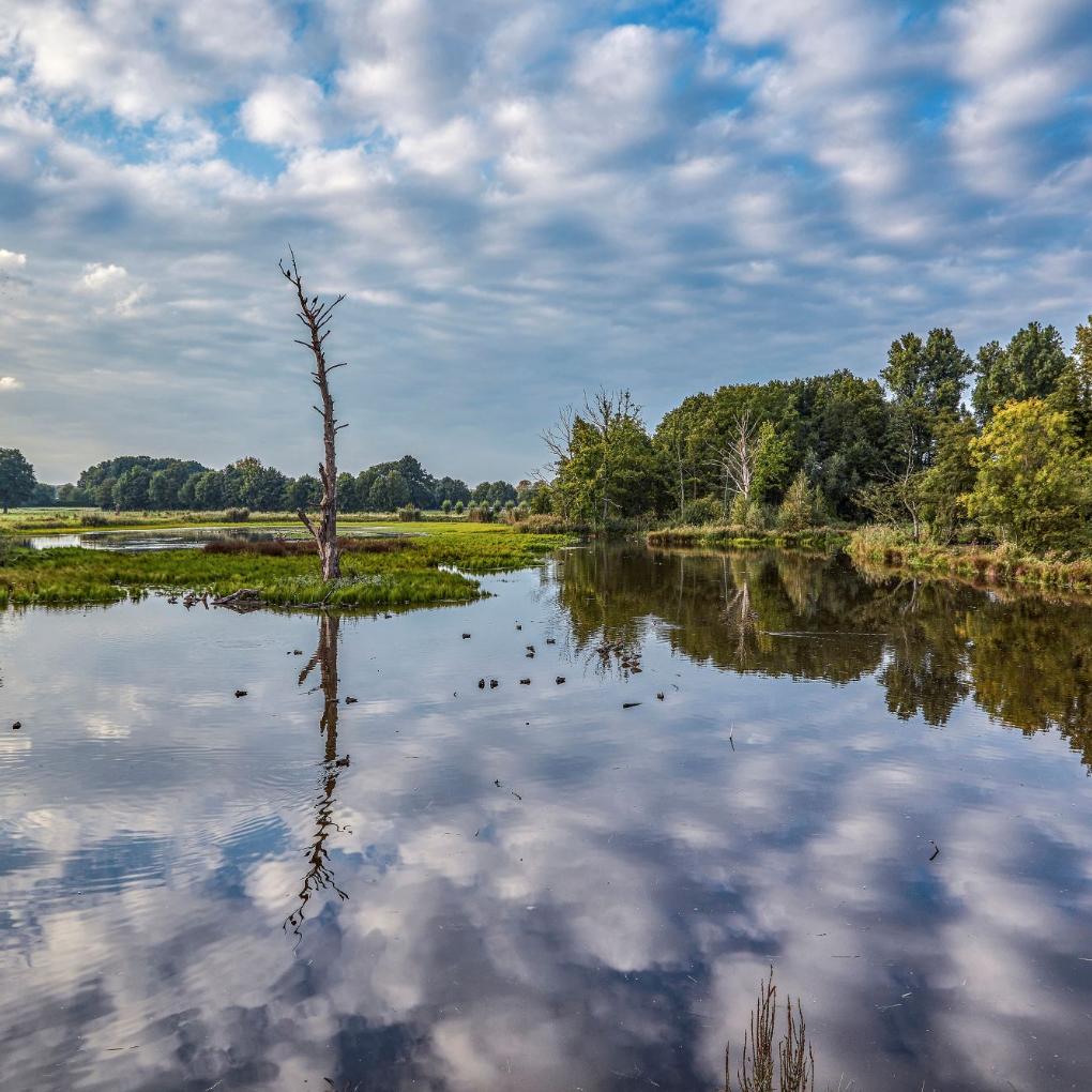 Die Feuchtwiesen bieten Vögeln ideale Bedingungen. Am De-Witt-See haben sich Rohrdommeln angesiedelt.