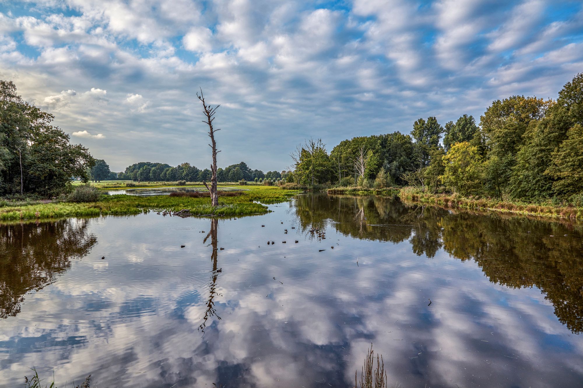 Die Feuchtwiesen bieten Vögeln ideale Bedingungen. Am De-Witt-See haben sich Rohrdommeln angesiedelt.