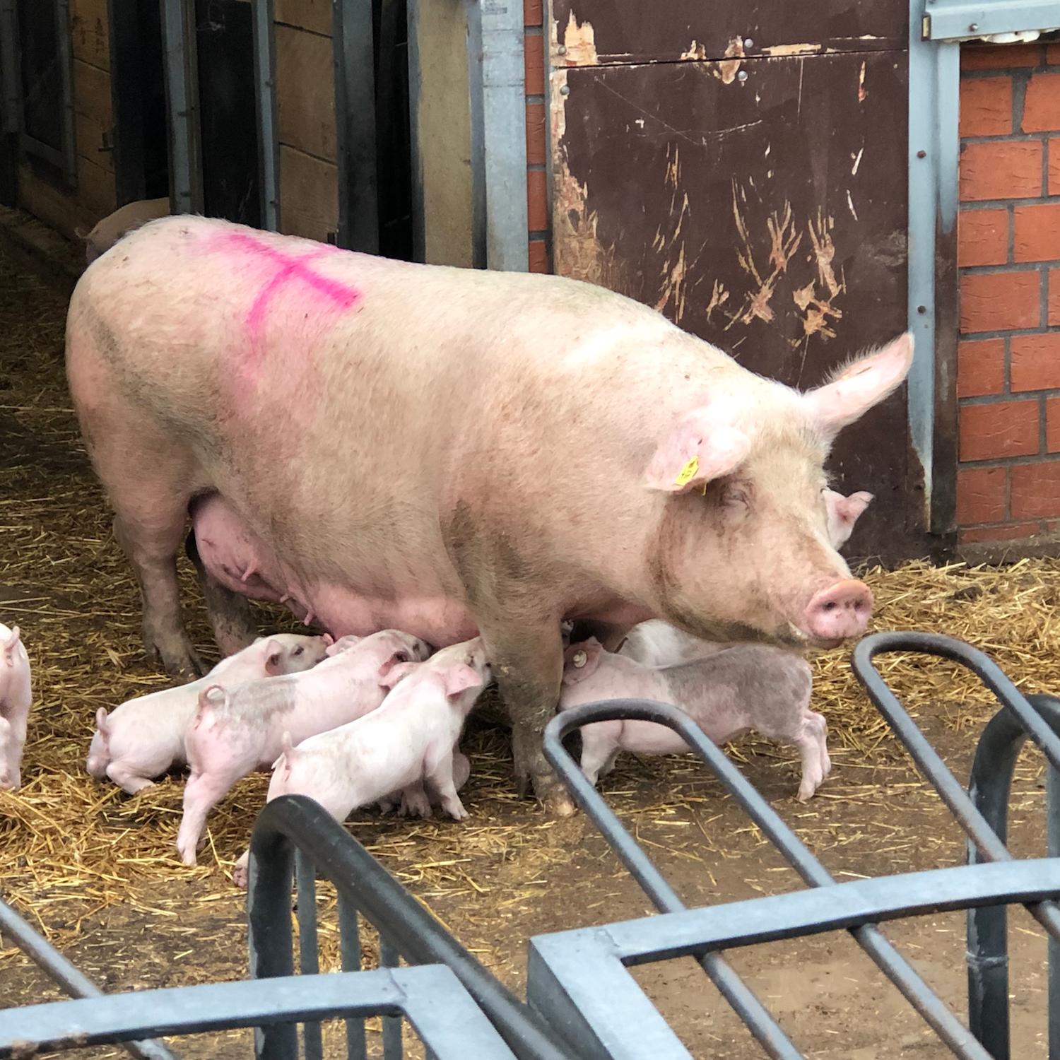 Wie diese Zuchtsau wirft auch das Schwein Frieda nun zwei bis drei Mal im Jahr Ferkel.